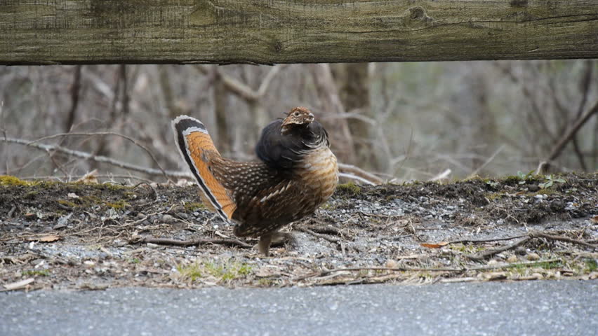 American Grouse bird outdoors in the Fall
