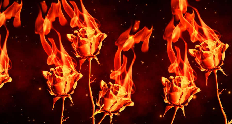 Roses That Burn Rotate with Stock Footage Video (100% Royalty-free