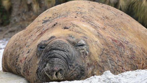 A close-up of a Southern elephant seal chilling during molt period