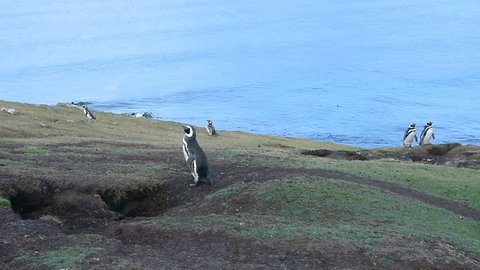 A colony of Magellanic penguin on a hill in the Falklands Islands