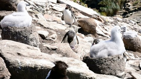 A big colony of rockhopper penguins and black browed albatross