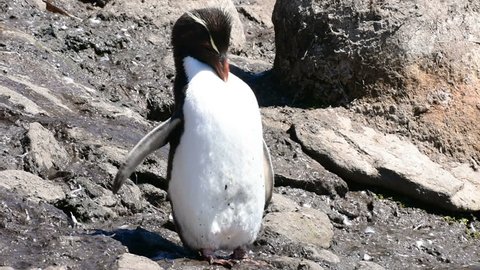 A southern rockhopper penguin in the Falklands Islands