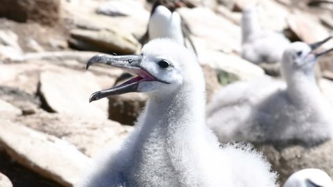 A close-up of a chick of a black browed albatross
