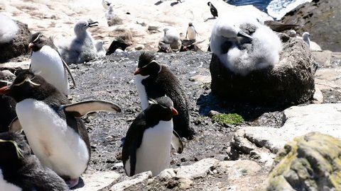 A big colony of rockhopper penguins and black browed albatross