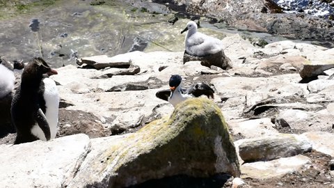 A imperial shag walks in a colony