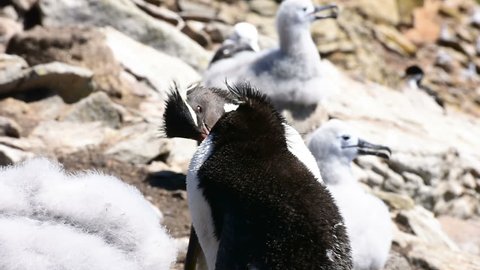 A lovely couple of southern rockhopper penguin