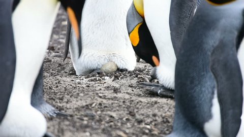 A chick of King penguin come out the egg