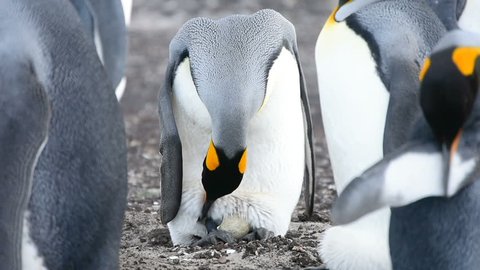 A new born chick of a King penguin over a piece of egg of a King penguin