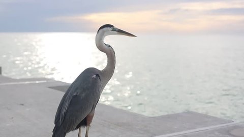 A great blue heron stands on a pier near Sarasota, Florida.