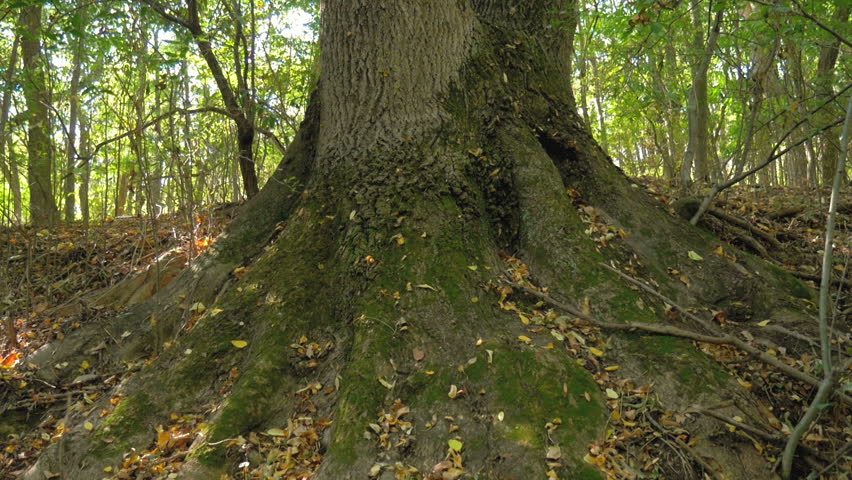 Old  tree with big roots. Camera pan from right to left Royalty-Free Stock Footage #32458996