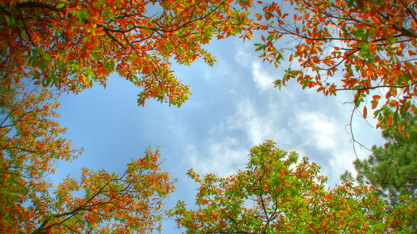 Blue sky trough trees, HD time lapse clip, high dynamic range imaging.