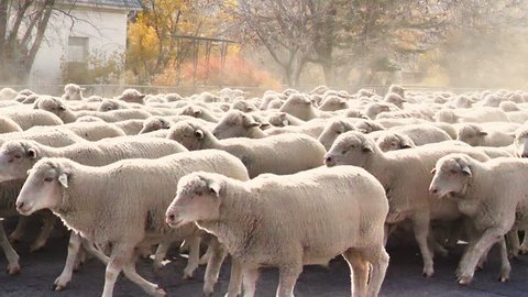 Herd of sheep being trailed through a small rural town residential area.  Every fall flocks of sheep are herded through town transitioning from their summer range to their winter range