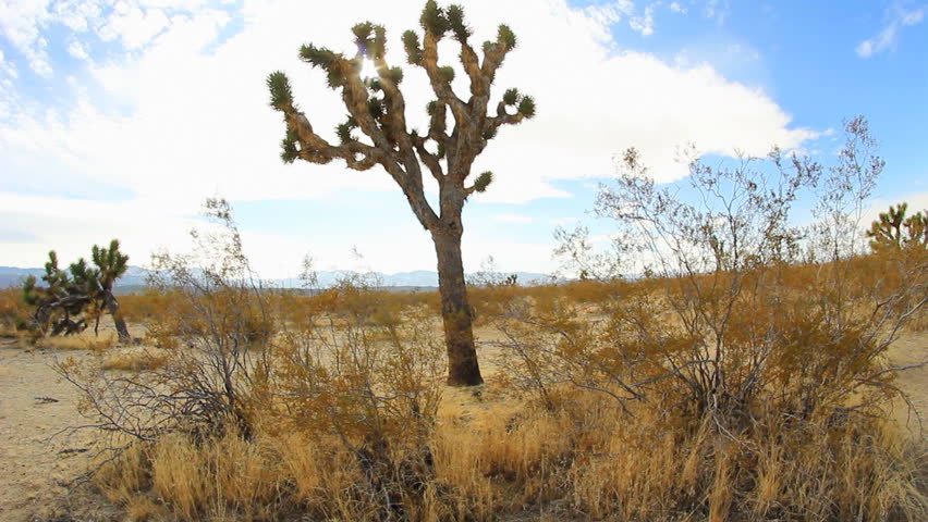 Joshua Trees in the Desert. Some Joshua Trees in the desert area of Llano,