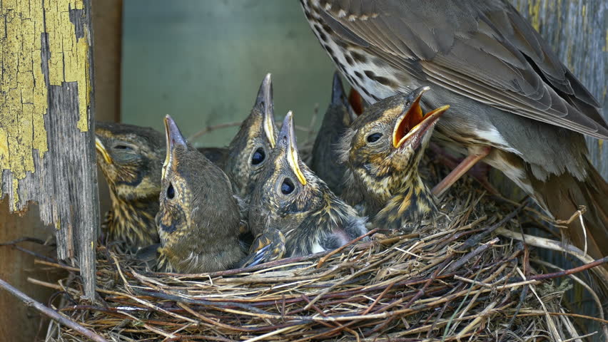 adult female thrush looks after nest Stock Footage Video (100% Royalty ...