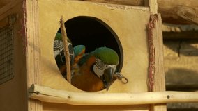 Ungraded: Two blue-and-yellow macaws look out of the birdhouse window at the zoo. Ungraded H.264 from camera without re-encoding. (av39104u)