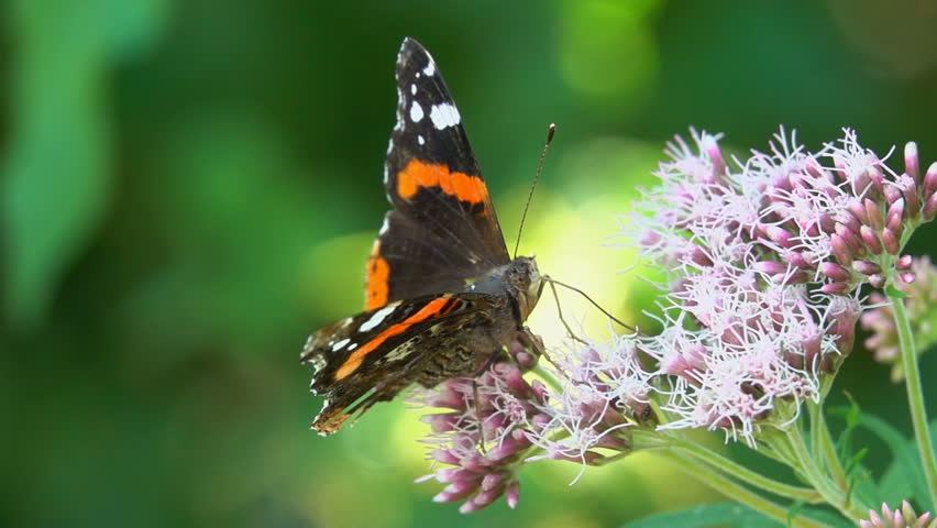 Nature beautiful butterfly working closeup view