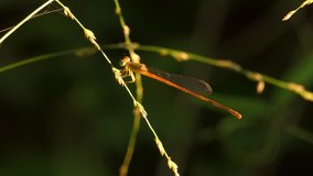 Dragonfly on the branch. 4k video