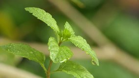 mint plant grow at vegetable garden. 4k video