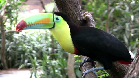 rainbow-billed toucan part 3
Tortuguero (Costa Rica ) Nationalpark June 2012