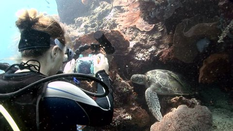 scuba diving girl is taking pictures of turtle - lembeh strati, indonesia