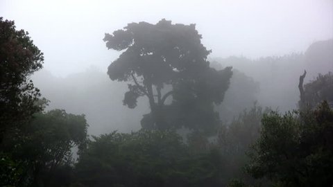 cloud forest
Monteverde ( Costa Rica ) June 2012