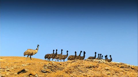 A large mob (flock) of native Emu Chicks in Australian Outback