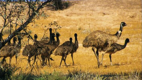 A large mob (flock) of native Emu Chicks in Australian Outback