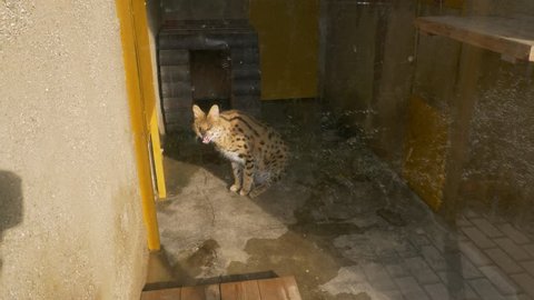 Angry serval (Leptailurus serval) in zoo