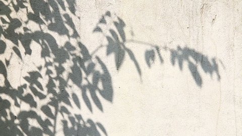 Leaves shadow on the wall 