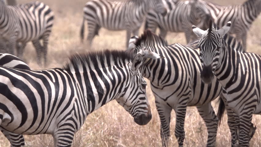 zebra zebras savannah serengeti tanzania africa Stock Footage Video ...