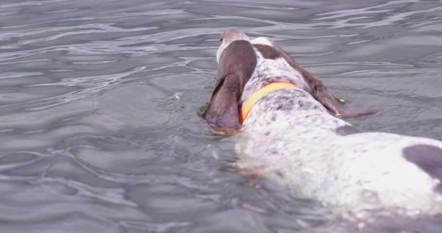 Dog swimming in water - wide shot