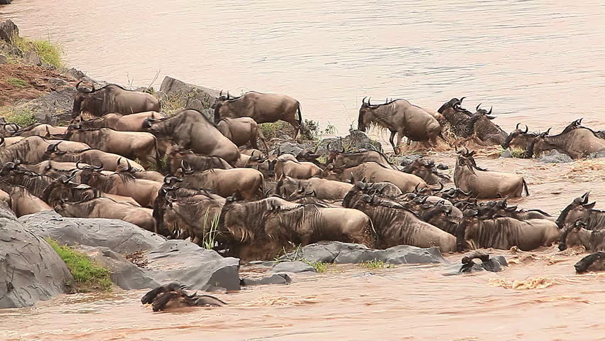 Blue Wildebeest, connochaetes taurinus, Herd Crossing Mara River during Migration, Masai Mara Park in Kenya, Real Time