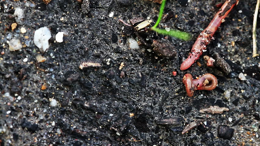 Close-up of Worms Moving Over Stock Footage Video (100% Royalty-free ...
