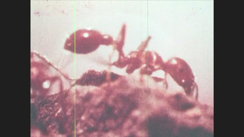 1960s: Ant walks around. Ants and aphids on branch.