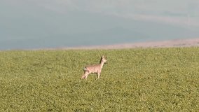 roe deer grazing in the field ( Capreolus ); in late autumn the hungry wild animals go in the agricultural fields to forage for food
