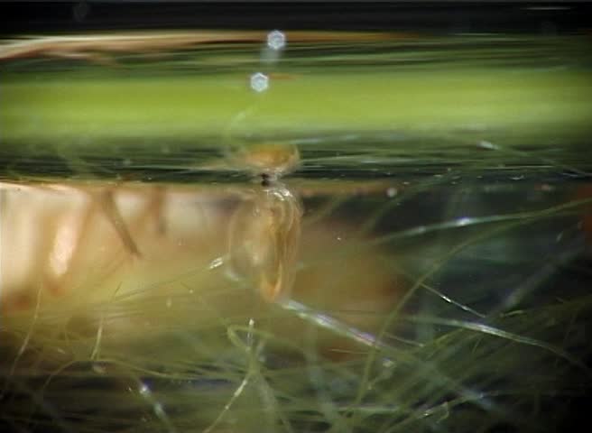Close up of a water flea (Daphnia magna)