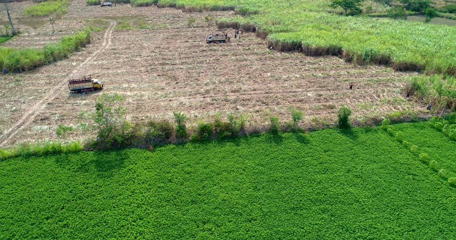 AERIAL: Sugar cane plantation near Jogjakarta, Indonesia.