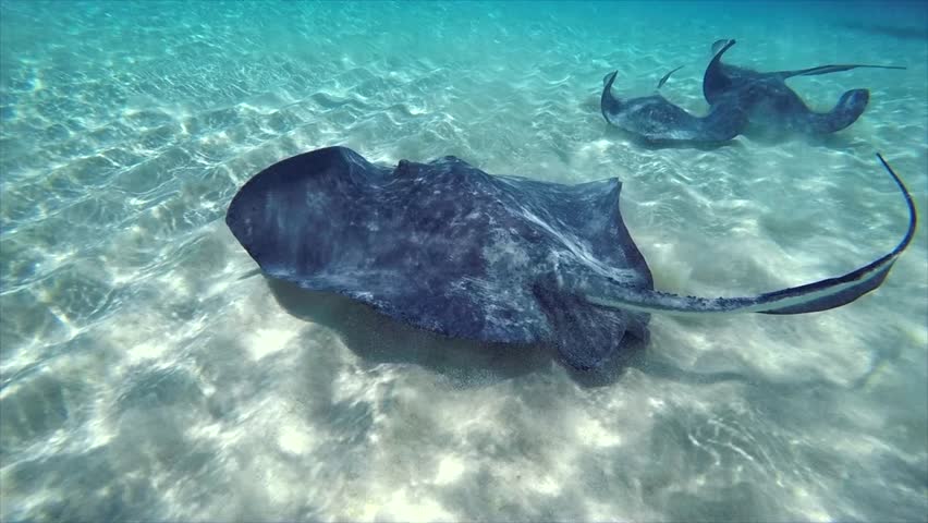 stingray underwater glider