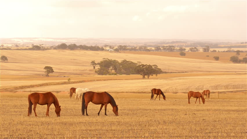 A team of horses grazing in yellow pasture, dry in the Australian summer, in the