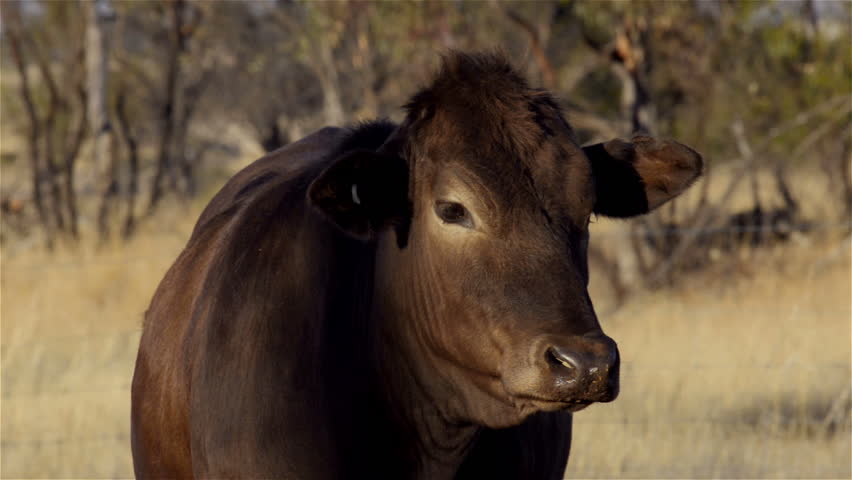 A cow on an Australian farm looks at the camera and looks away.