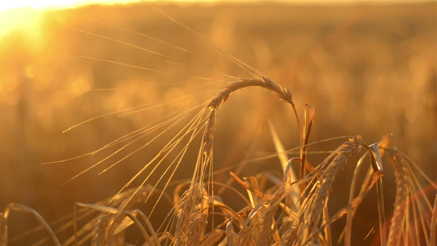 Curved head of barley set against the sunset, the crop ready for harvest on an