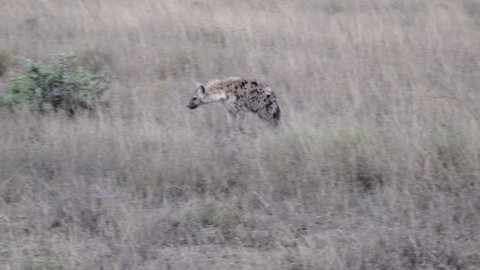 Hyena, Savanna, Serengeti, Tanzania, Africa
