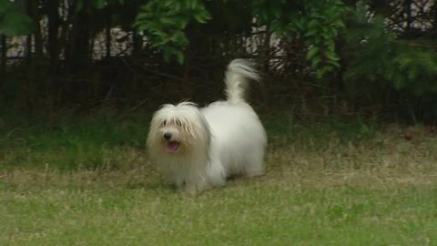 Coton de Tulear adult runs in yard an greets pup. The Coton has very soft white hair, comparable to a cotton ball.