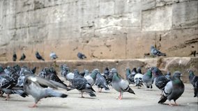 Pigeons are eating seed near of Eminonu Mosque, Istanbul.