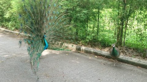 Peacock uses the vibrantly hued plumes to attract the peahen in a fanning courtship ritual or 'peacock mating dance'. Its effort to entice the nearby peahen. 