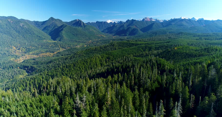 Above Thick Forest Woods Cascade Mountain Foothills Untouched Natural Pacific Northwest Landscape