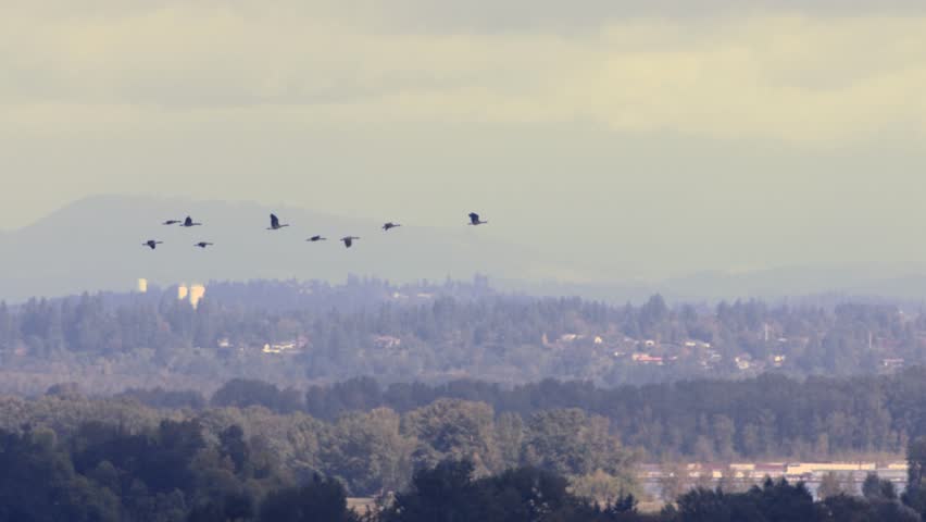 Geese Flying in Slow Motion