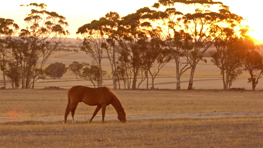 A horse grazing on an Australian farm, with the sun setting in the background.