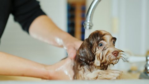 A woman washes the puppy under the tap