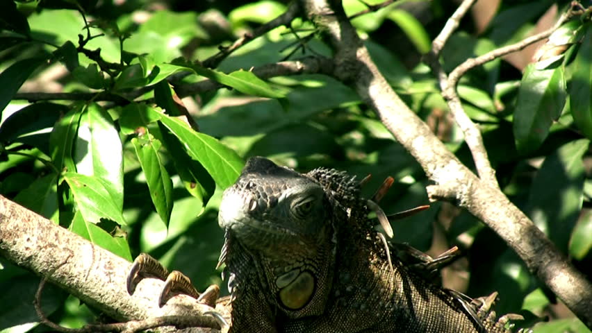 Hispaniolan ground iguana
Tortuguero ( Costa Rica ) June 2012